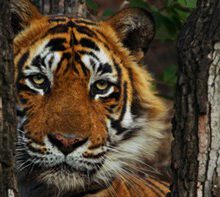 T24 Ustad Dies In Captivity  Nation Mourns